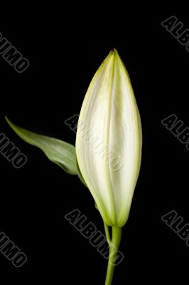 close white tulip