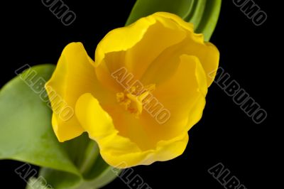 close up shot of yellow tulip