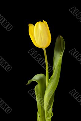 yellow tulips on dark