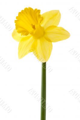 yellow daffodil on a stem