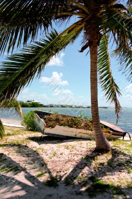 view of a coconut tree with a old boat in background