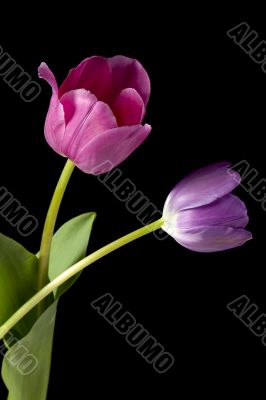 pink and violet tulips