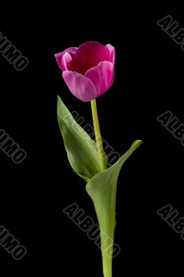 vertical image of a pink flower
