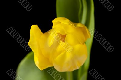 close up image of yellow flower
