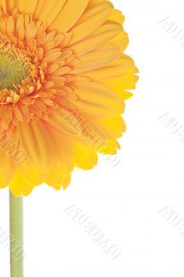 cropped image of a yellow daisy