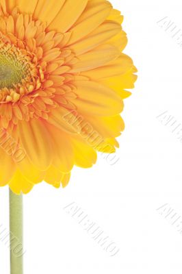 cropped image of a yellow daisy cropped image of a yellow daisy