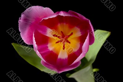 top view image of pink tulips