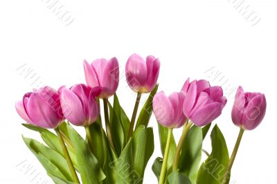 pink tulips