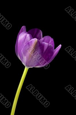 pink flower isolated on dark background