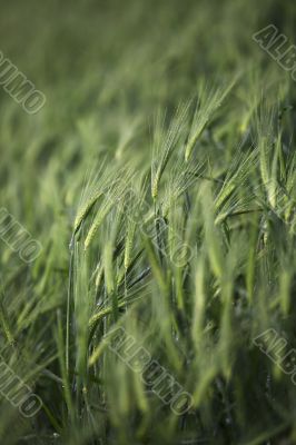 view of wheat field