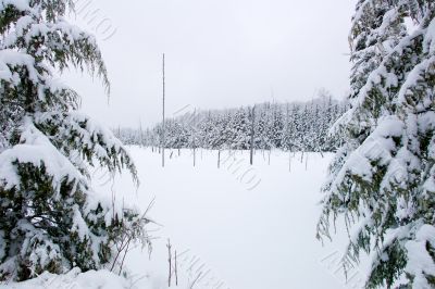 snowy field