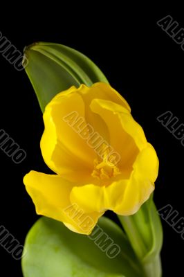 yellow tulip against dark background