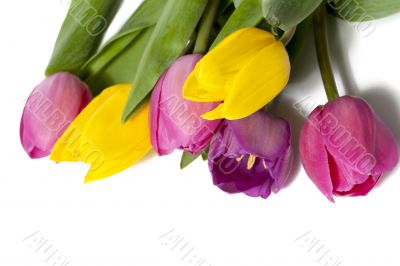 pretty colorful tulips