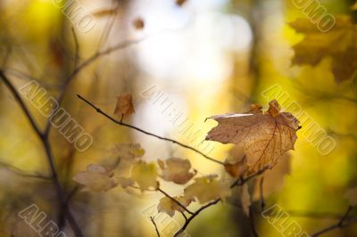 view of maple leaves