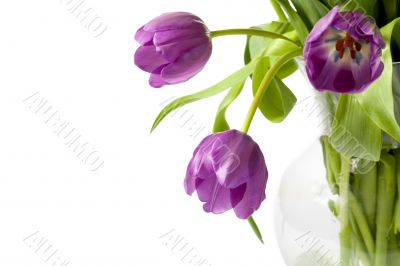 close up image of violet tulips