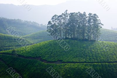 tea hills