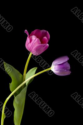 two tulips on dark