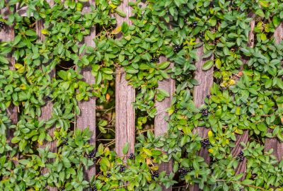 Juniper on the fence.