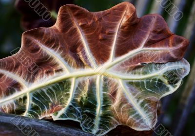 Autumn leaf Autumn leaf