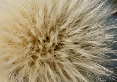 Common dandelion Common dandelion