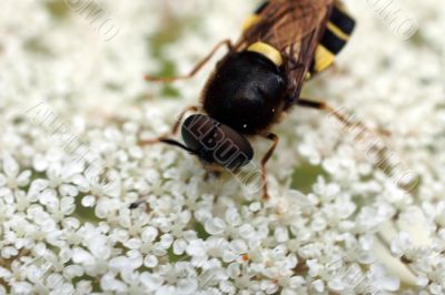 Wasp's mimicry