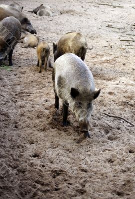 Wild boars herd