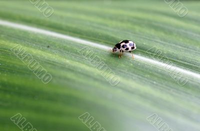 Rose beetle Rose beetle