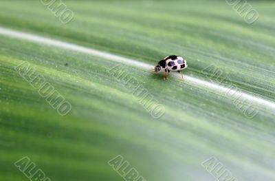 Rose beetle  