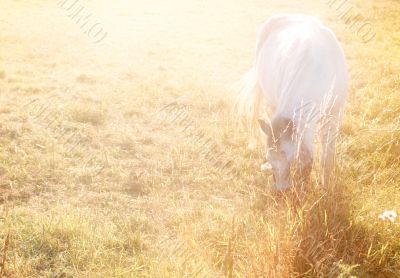 White horse