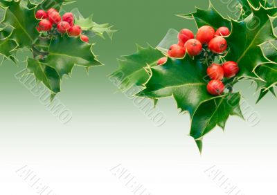 Holly Holly