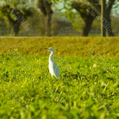 Heron