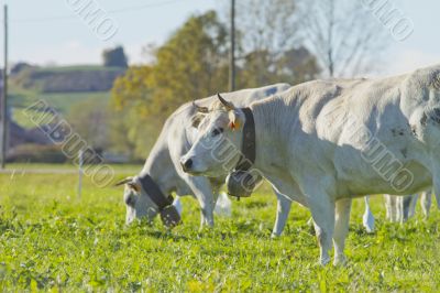 Cows