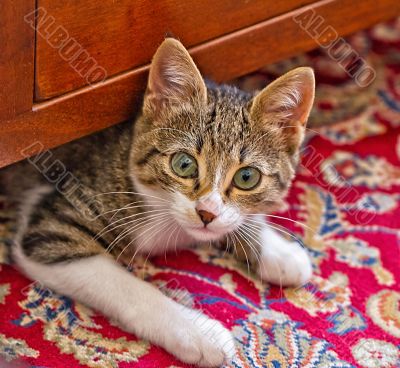 Cat Cat