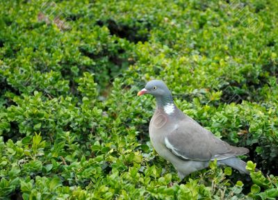 Dove on the green.