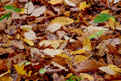 Autumn forest with beauty colors