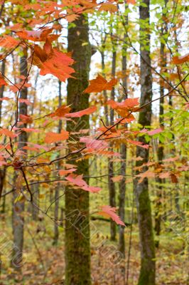 Autumn forest with beauty colors