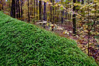 Autumn forest with beauty colors Autumn forest with beauty colors