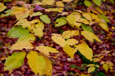 Autumn forest with beauty colors