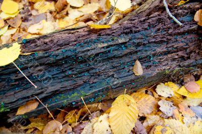 Autumn forest with beauty colors