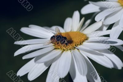 Bee on a flower.