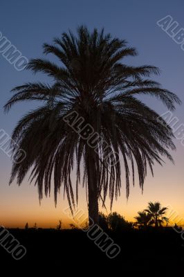 Palm tree after sunset