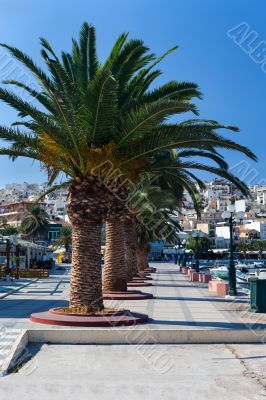 Promenade with palm trees