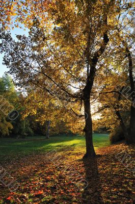 Autumn Light in Park