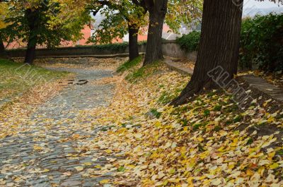 Autumn Walk Road