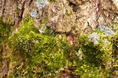 Moss on the old tree bark