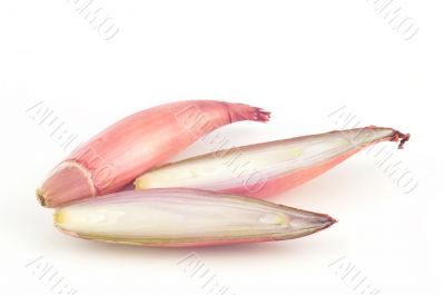 Shallot onions on a white background