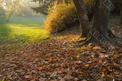 Autumnal Light in Park