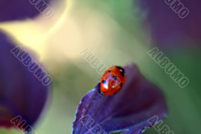 Ladybug Ladybug