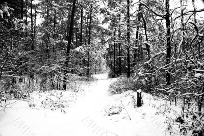 Winter wood