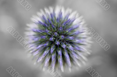 Thistle abstract Thistle abstract